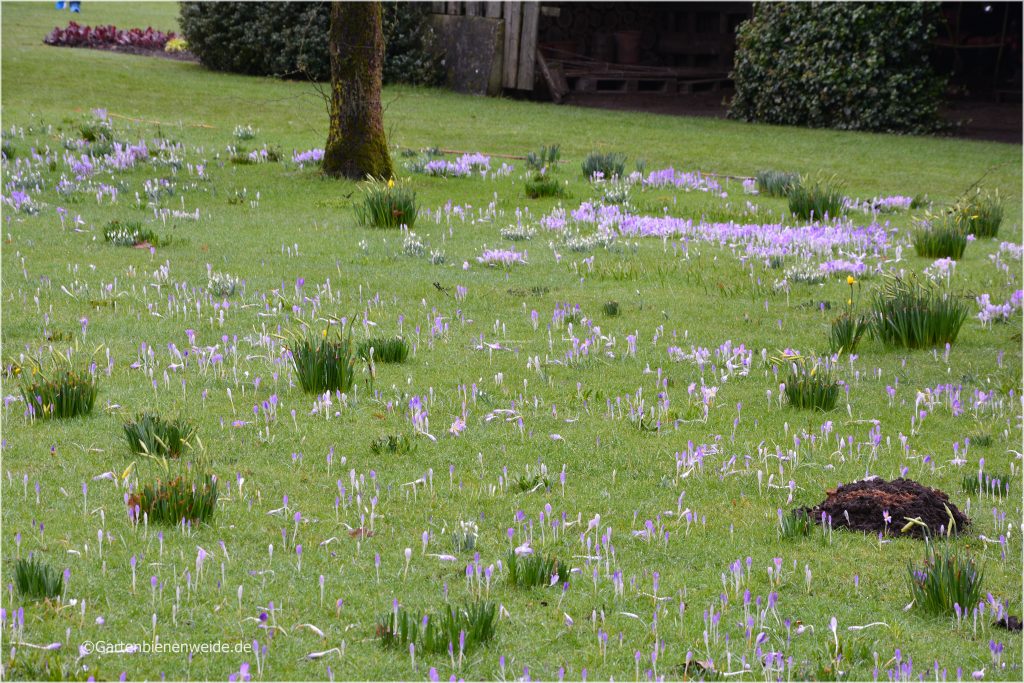 Krokusblüte