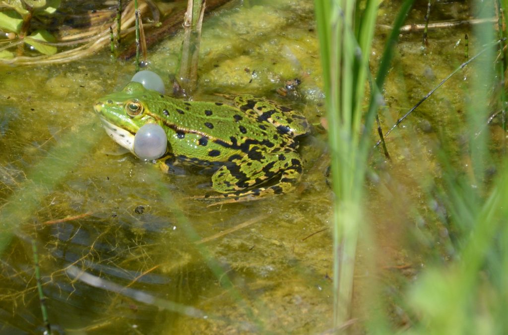 Wasserfrosch