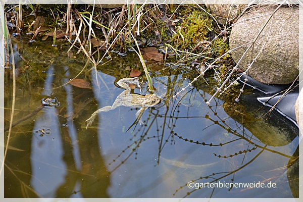 Gartenteich