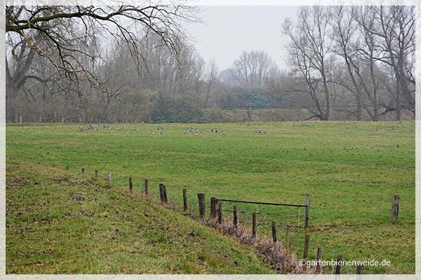 Gänse rasten auf der Wiese