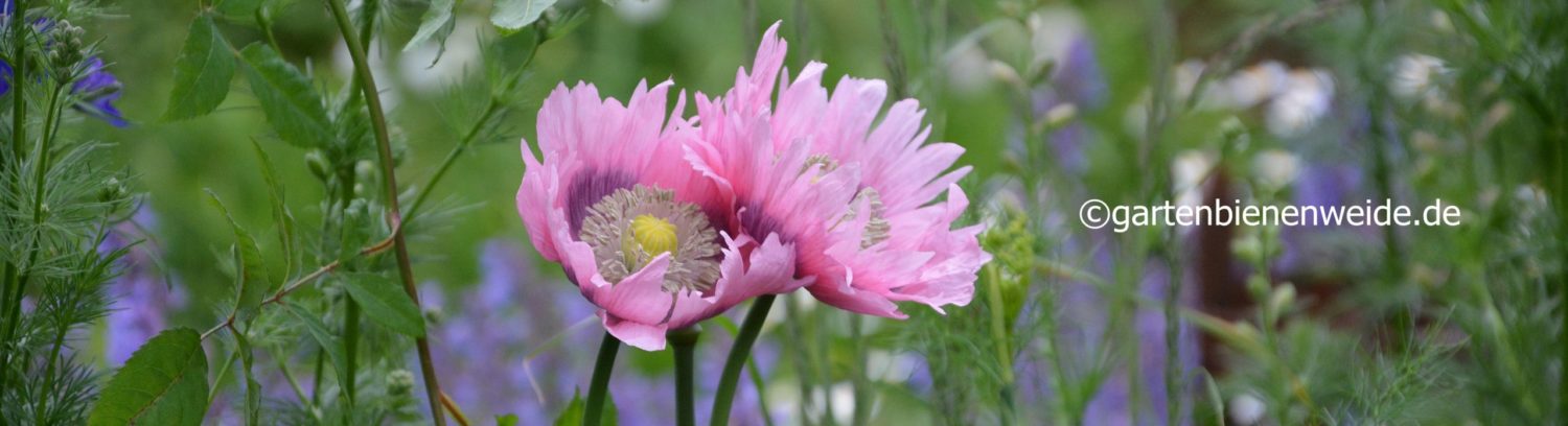 Gartenbienenweide