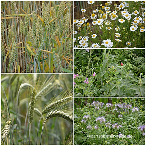 Bienenweide am Feldrand