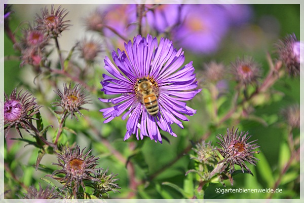 Aster mit Biene