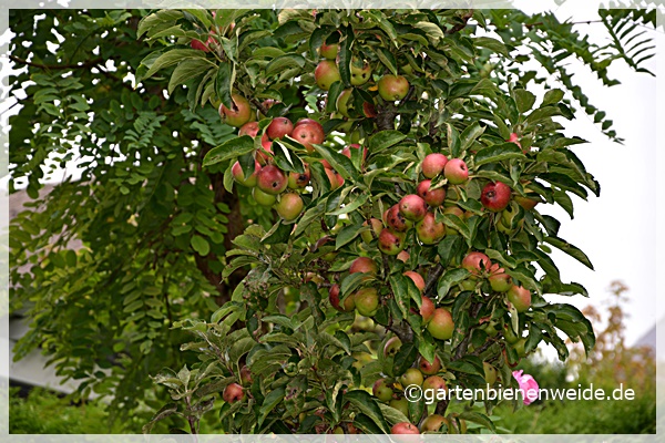 Säulenapfelbaum