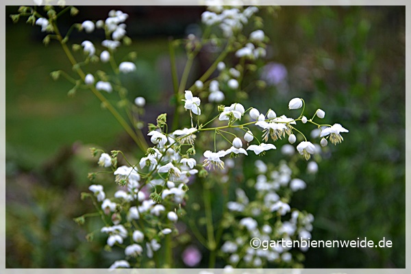 Thalictrum