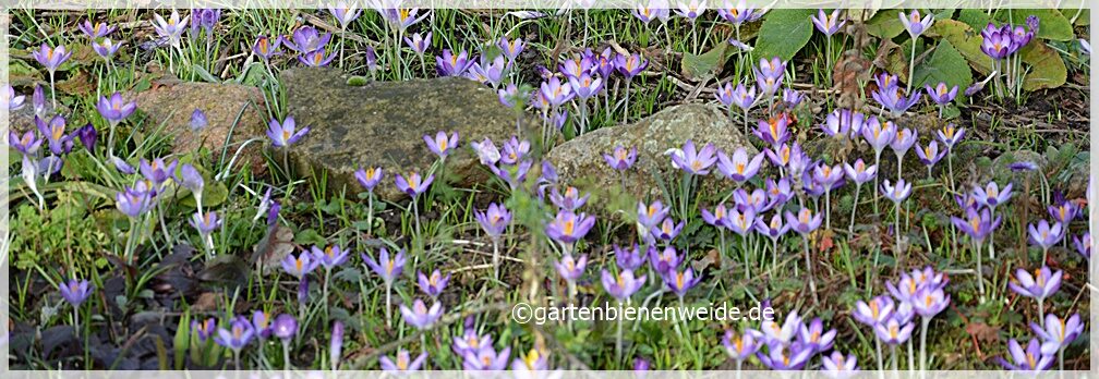 Gartenbienenweide