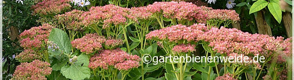 Gartenbienenweide