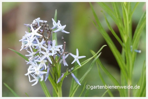 Amsonia