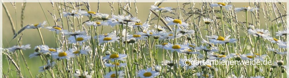 Gartenbienenweide